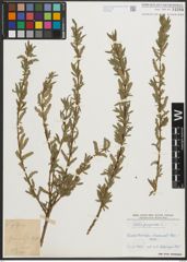 Foto von Salix purpurea L.